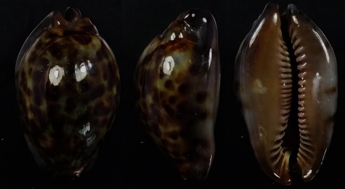 C.stercoraria stercoraria f.cameroonica ' superb very dwarf '