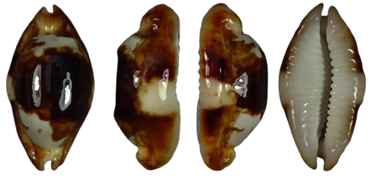 C.stolida crossei ' superb N&R '