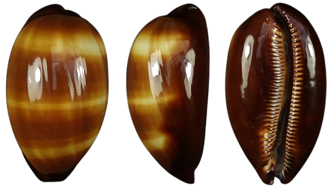 C.talpa talpa ' superb color '