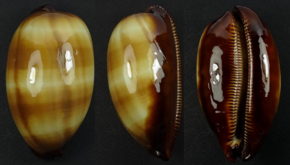 C.talpa talpa ' superb '