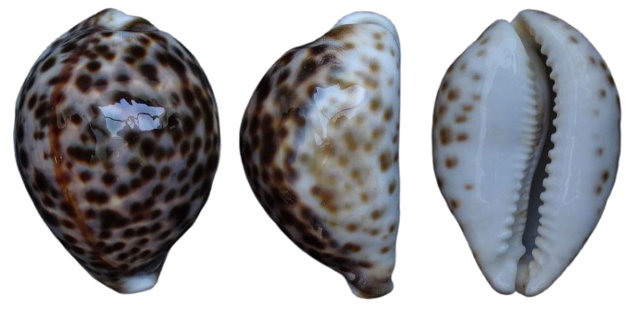 C.tigris tigris ' superb pattern '