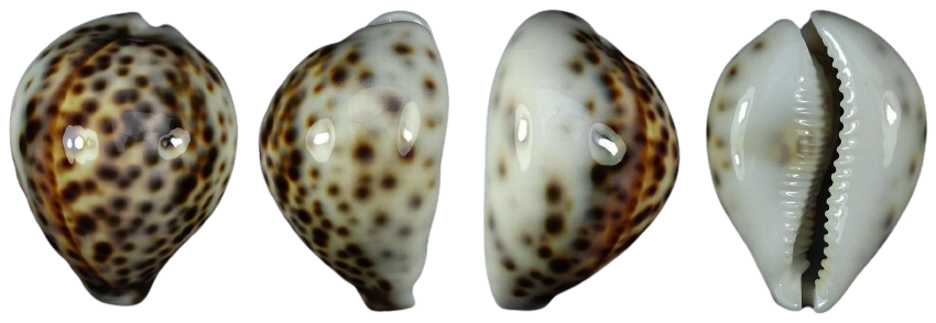 C.tigris tigris ' fantastic quality '