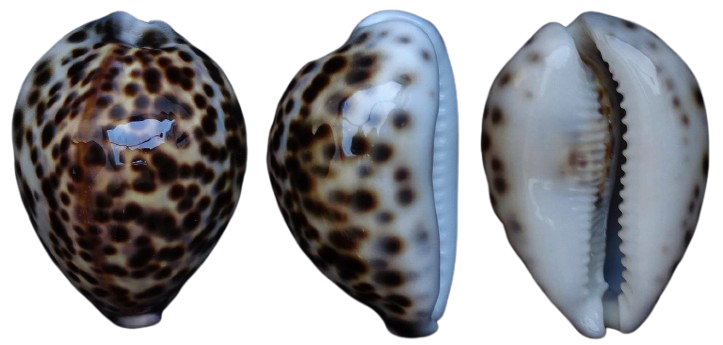 C.tigris tigris ' superb '