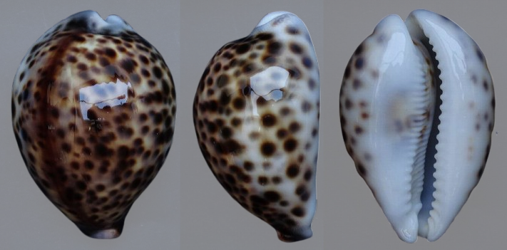 C.tigris tigris ' superb pattern '