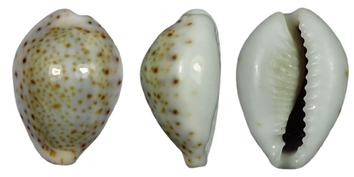 C.turdus turdus ' nice '