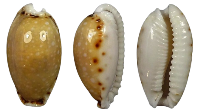 Olango Shell Last news shells