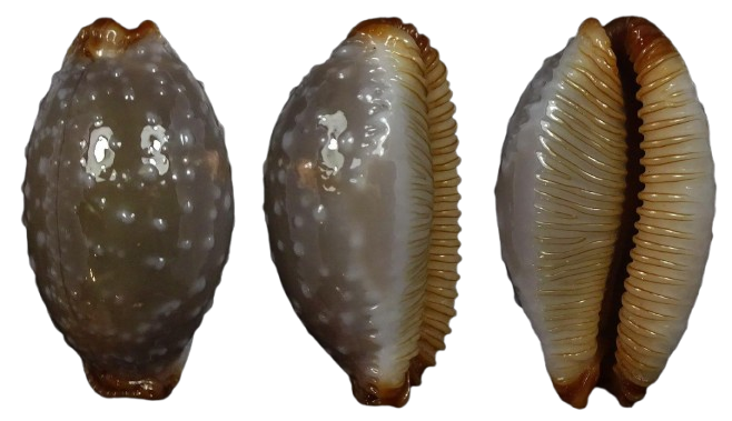 Olango Shell Last news shells