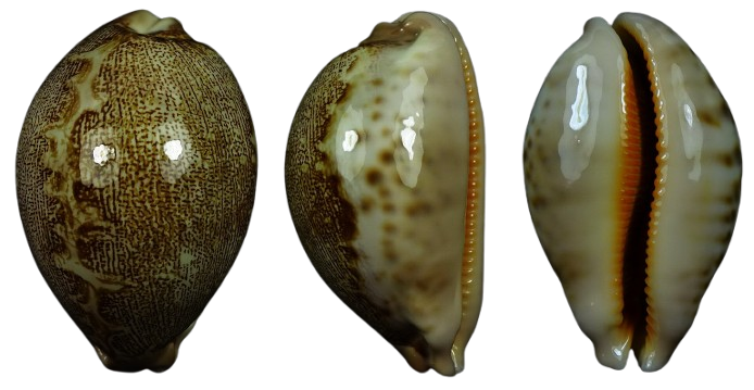 Untitled page [www.cowries-world.com]