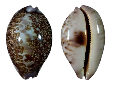 Untitled page [www.cowries-world.com]